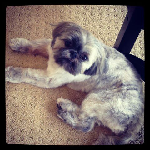 Mia, Shih Tzu - Mobile Groomer